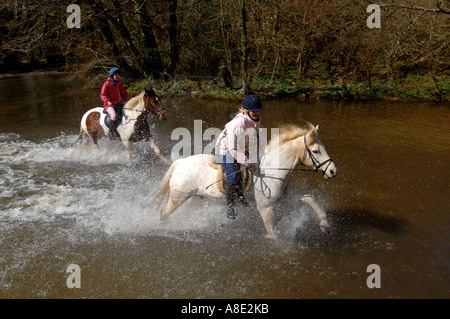 Les chevaux galopant à travers une rivière à Moreton in Dorset UK Grande-Bretagne Banque D'Images