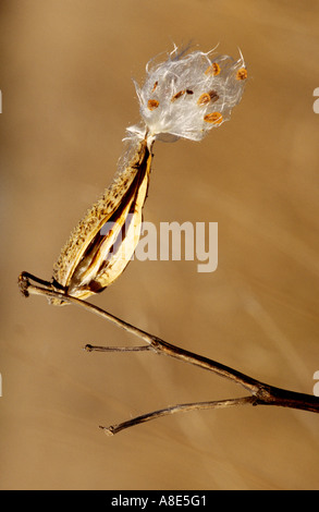 Seul gousses d'asclépiades marinées dans le vent sur un jour d'automne Banque D'Images
