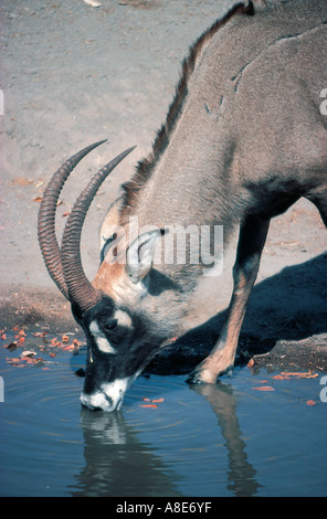 Close up of male antilope rouanne boire à un pool Parc national de Hwange au Zimbabwe Afrique Banque D'Images