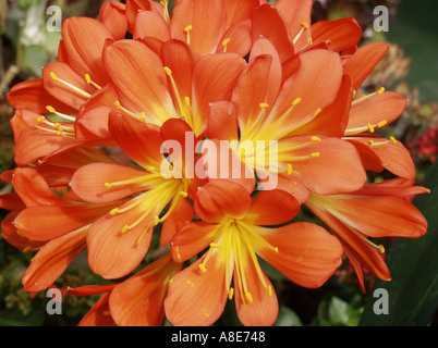 Clivia miniata lis Kaffir Banque D'Images