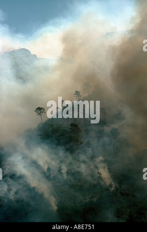 Vue aérienne d'un incendie de forêt, feu de forêt des nuages de fumée, de pins, Bouches-du-Rhône, Provence, France, Europe, Banque D'Images