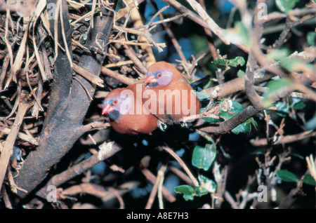 Hibou Waxbill Violet URAEGINTHUS GRANATINUS Jardins d'oiseaux Larvon Afrique Zimbabwe Banque D'Images