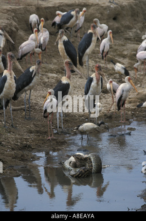 Marabout africain avec bec jaune regarder Cigognes African Rock Python avalant Pelican L Nakuru Banque D'Images