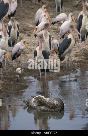 Bec jaune avec Cigogne Cigognes Marabout africain regardant avaler Python Rock Pellican Lk Nakuru Banque D'Images