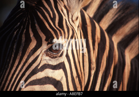 S Burchell Equus burchelli zèbres Afrique du Sud Banque D'Images