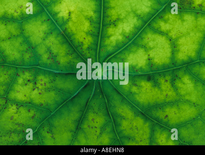 Close Up of Leaf au Royaume-Uni Banque D'Images