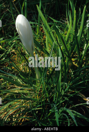 Close Up de Crocus au Royaume-Uni Banque D'Images