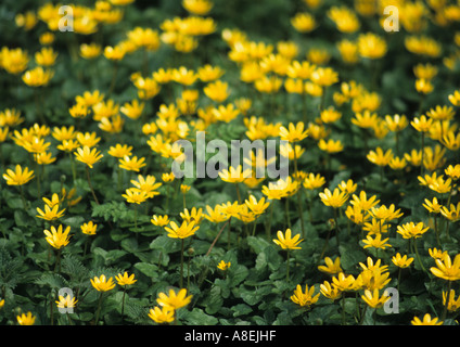 Lesser Celandine (Ranunculus ficaria) au Royaume-Uni Banque D'Images