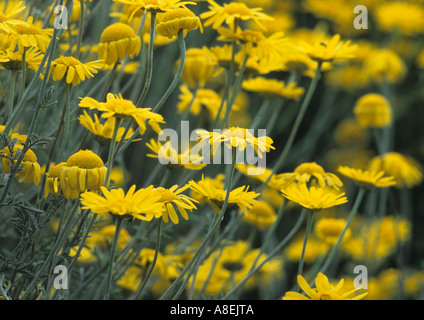Yellow Camomille (Anthemis tinctoria) au Royaume-Uni Banque D'Images