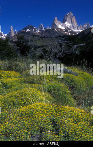 Neneo (Mulinum spinosum) et le mont "Fitz Roy" (3405m) appelé aussi "Chalten", le sud de la Patagonie andine, Santa Cruz Banque D'Images