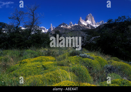 Neneo (Mulinum spinosum) et le mont "Fitz Roy" (3405m) appelé aussi "Chalten". Le sud de la Patagonie andine, Santa Cruz Banque D'Images