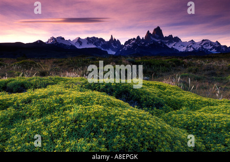 Neneo (Mulinum spinosum) et Mt "Fitz Roy" (3405m) appelé aussi "Chalten". Dans le sud de la pointe de la Patagonie andine, Santa Cruz, Arg Banque D'Images