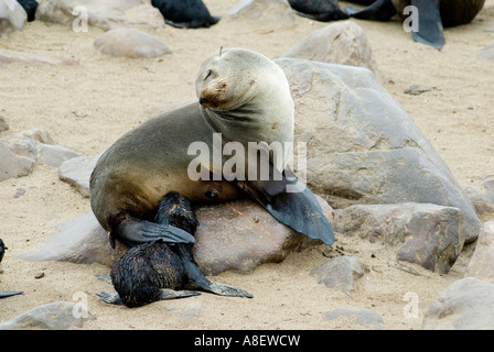Joint & chiot Banque D'Images