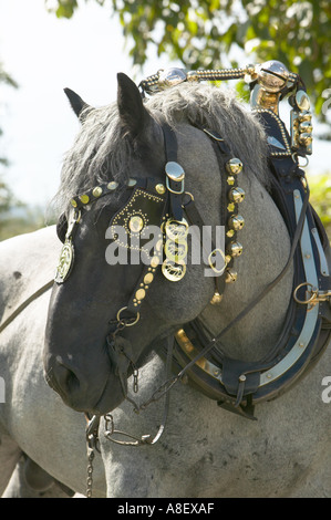 Les chevaux de trait ardennais Banque D'Images
