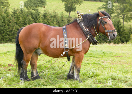 Les chevaux de trait ardennais Banque D'Images