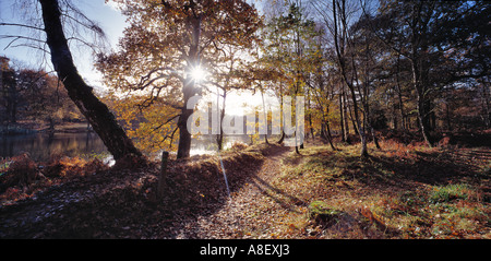 Chemin FORESTIERS CANNOP ÉTANGS DANS LA FORÊT ROYALE DE DEAN AUX COULEURS DE L'AUTOMNE GLOUCESTERSHIRE UK Banque D'Images