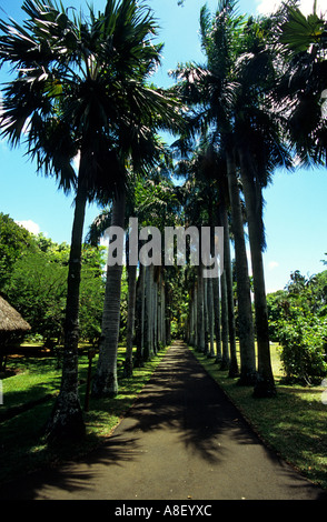 Un chemin mène entre deux rangées de grands arbres dans le Jardin Botanique Sir Seewoosagur Ramgoolam de pamplemousses,, Ile Maurice. Banque D'Images