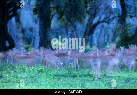 Un grand groupe d'Impala se déplacent à travers le crépuscule du Zimbabwe's Mana Pools National Park. Banque D'Images