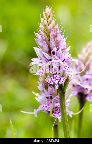 Orchidée Dactylorhiza maculata Heath Spotted Banque D'Images