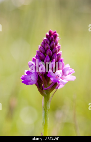 Anacamptis pyramidalis orchidée pyramidale Banque D'Images