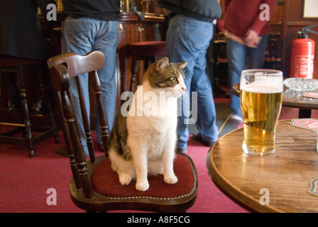 Cat Pub sur Londres Angleterre Royaume-uni président Banque D'Images