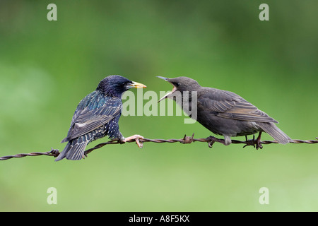 Sansonnet Sturnus vulgaris oiseaux nourrir les jeunes parents sur les barbelés avec nice désamorcer bedfordshire potton d'arrière-plan Banque D'Images