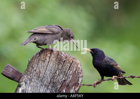 Sansonnet Sturnus vulgaris oiseaux nourrir les jeunes parents sur l'ancienne porte avec nice désamorcer bedfordshire potton d'arrière-plan Banque D'Images