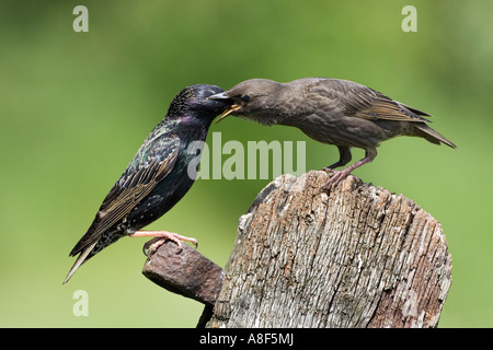 Sansonnet Sturnus vulgaris oiseaux nourrir les jeunes parents sur l'ancienne porte avec nice désamorcer bedfordshire potton d'arrière-plan Banque D'Images