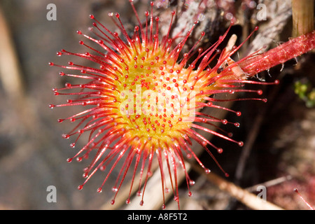 Round leaved sundew Drosera rotundifolia Banque D'Images