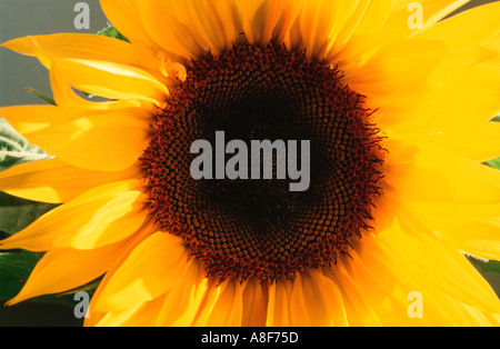 Tournesol (Helianthus annuus) à rétro-éclairage Banque D'Images