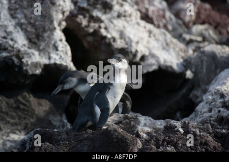 Spheniscus mendiculus manchot des Galapagos Banque D'Images