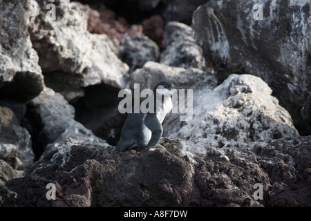 Spheniscus mendiculus manchot des Galapagos Banque D'Images