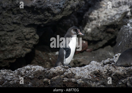 Spheniscus mendiculus manchot des Galapagos Banque D'Images