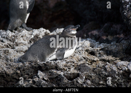 Spheniscus mendiculus manchot des Galapagos Banque D'Images