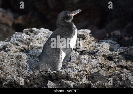 Spheniscus mendiculus manchot des Galapagos Banque D'Images