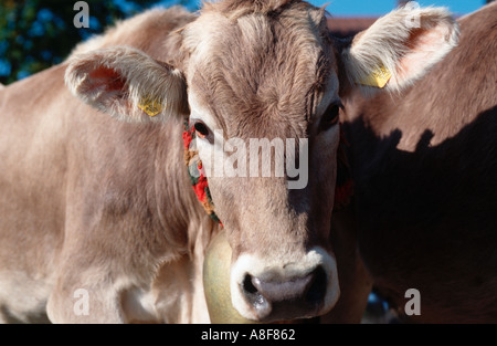 Automne traditionnels de bétail Viehscheid, Gunzesried Oberallgaeu Bavaria Allemagne Banque D'Images