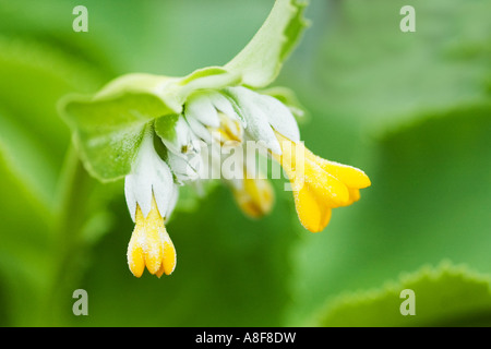 PRIMULA PALINURI FLEURS JARDINS WISLEY SURREY Banque D'Images