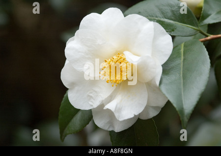 Fleur de camélia ROZA HARRISON WISLEY GARDENS SURREY Banque D'Images