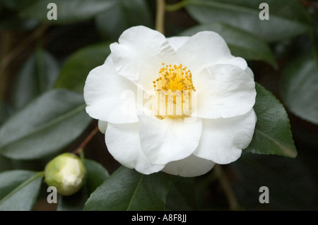 Fleur de camélia ROZA HARRISON WISLEY GARDENS SURREY Banque D'Images