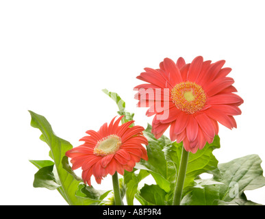 Des couleurs lumineuses GERBERA flower fleur plante rouge rose jaune rose CUT OUT lght revanche greeen feuille feuilles Banque D'Images