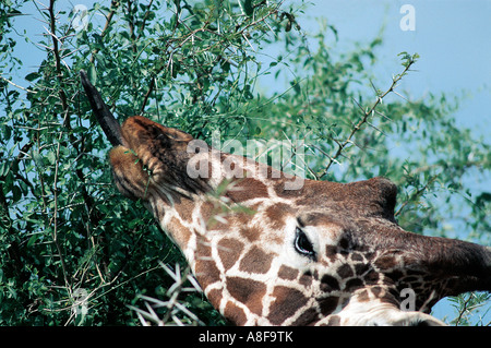 Close up portrait of giraffe réticulée à l'aide de langue maternelle pour parcourir la réserve nationale de Samburu au Kenya Banque D'Images