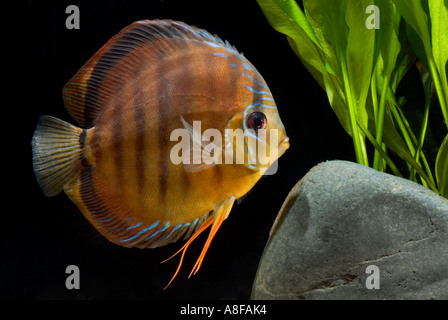 Pompadour diskus rouge brun femme SANTAREM DISCUS Cichlidés poissons avec d'ŒUFS sur la pierre diskus SYMPHYSODON, AEQUIFASCI Banque D'Images