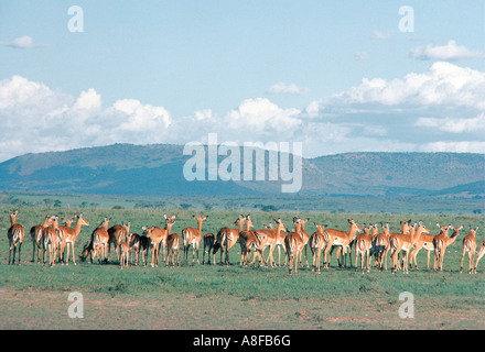 Grand harem de femelles de 501 dans la réserve nationale de Masai Mara au Kenya Banque D'Images