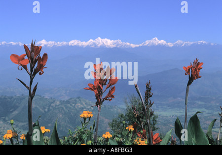 Rolwaling Himal et Canna indica Tagetes tagete fleurs en premier plan la vallée de Katmandou au Népal Banque D'Images