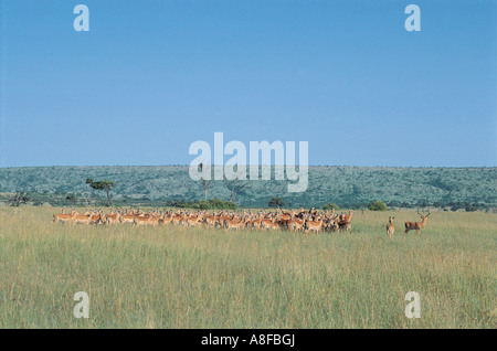 Impala mâle avec un grand harem de femelles de la réserve nationale de Masai Mara au Kenya Banque D'Images