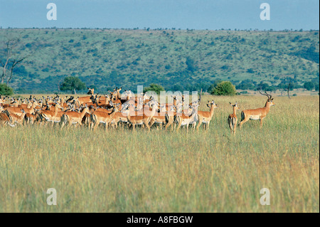 Impala mâle avec une partie de son immense harem de femelles de la réserve nationale de Masai Mara au Kenya Banque D'Images