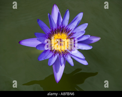 Fleur de lotus fleur de lotus bleu Nil Nil nénuphar bleu Nymphaea caerulea blooming bloom pads Banque D'Images