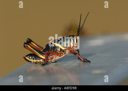 Le sud-est de Lubber Grasshopper Romalea microptera R Arthur à la réserve nationale de faune Marshall Wellington Floride USA Banque D'Images