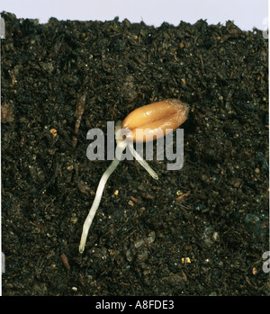 La germination des semences de blé avec racines et formant la radicule Banque D'Images