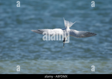 Sterne caugek (Thalasseus sandvicensis) volant au-dessus des géants entre Fort Myers et Sanibel Island Florida USA Banque D'Images